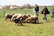InitiationTroupeau_003