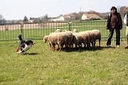 InitiationTroupeau_004