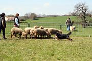 InitiationTroupeau_007