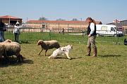 InitiationTroupeau_022