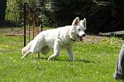 Agility_012