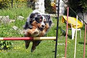 Agility_027