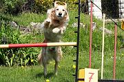Agility_048