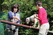 Agility_053