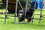 Agility_066