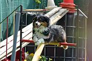 Agility_070